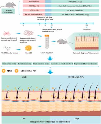 Minoxidil delivered via a stem cell membrane delivery controlled release system promotes hair growth in C57BL/6J mice